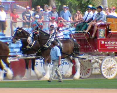 Clydesdales: looking good with all that beer