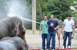 Chris Heisey, Zack Cozart, and Mat Latos spraying an elephant with a hose