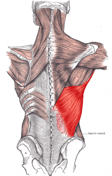 The right lat muscle.